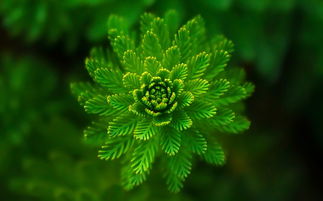 绿色植物花瓣花朵花芯摄影图片大图